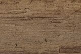 Permineralized Wood Covered In Sparkling Quartz - Germany #302048-1